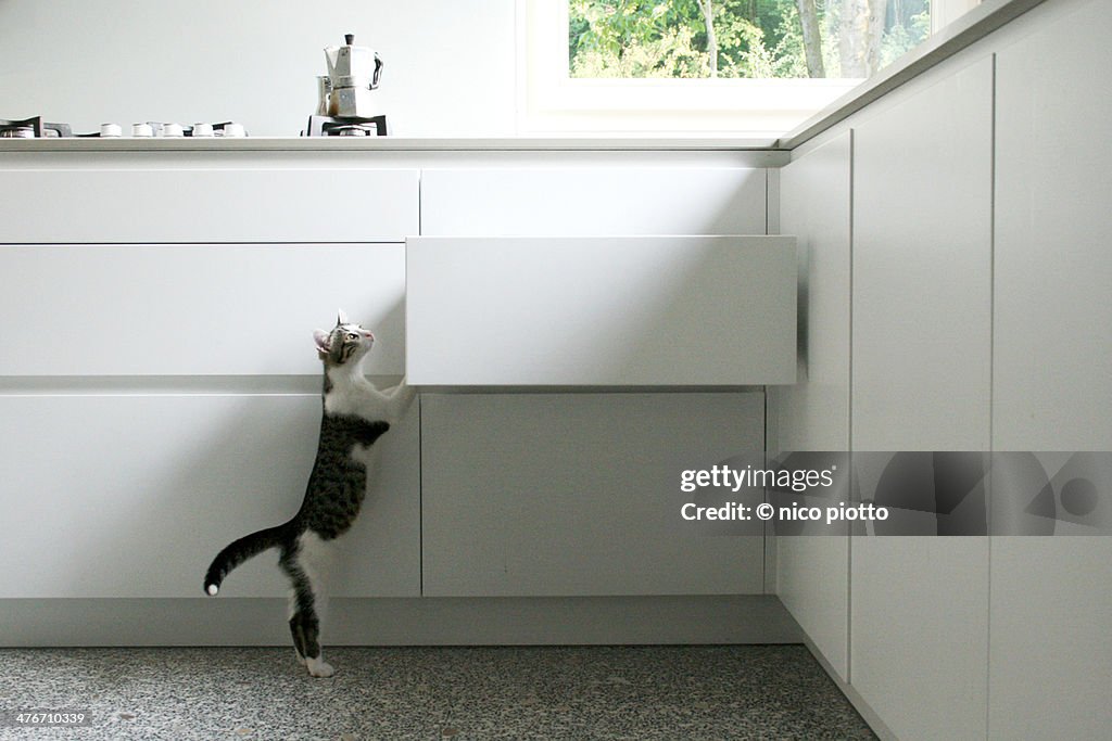 Curious Kitten climbing White Kitchen Drawer