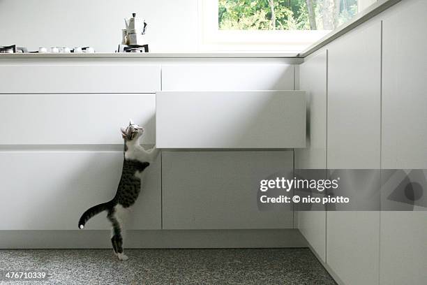 curious kitten climbing white kitchen drawer - rearing up bildbanksfoton och bilder