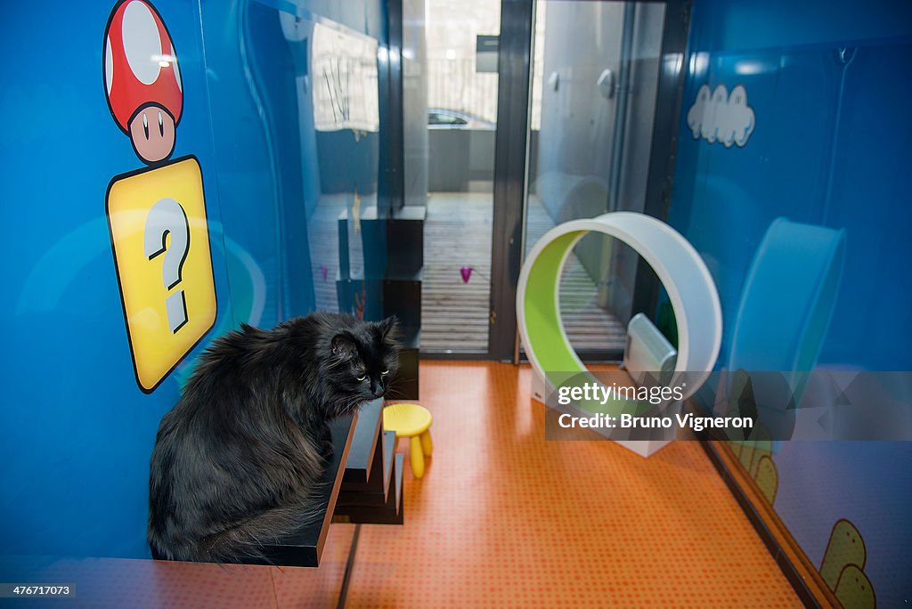 'Roomer ' : A Hotel For Cats In Lyon