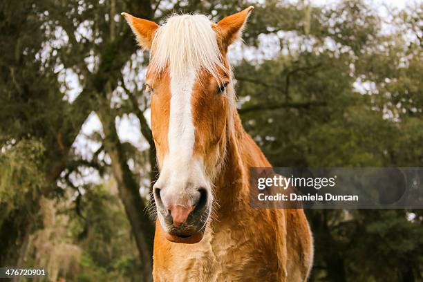 Chestnut Draft 239 Belgian Draft Horses Stock Photos, High-Res Pictures, and Images ...