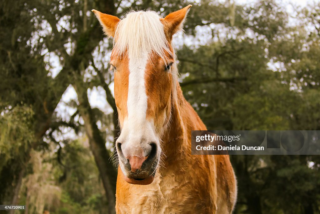 Chestnut Belgian Draft Horse