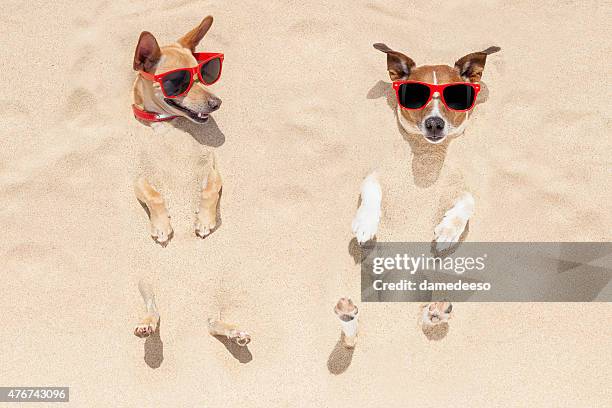 couple of dogs buried in sand