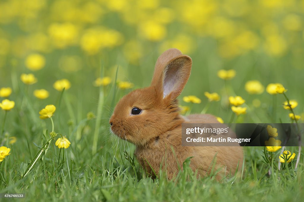 Baby rabbit in meadow