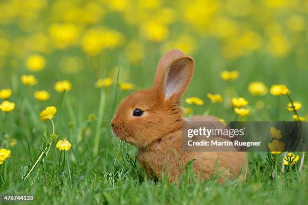 baby rabbit in meadow - baby bunny stockfoto's en -beelden