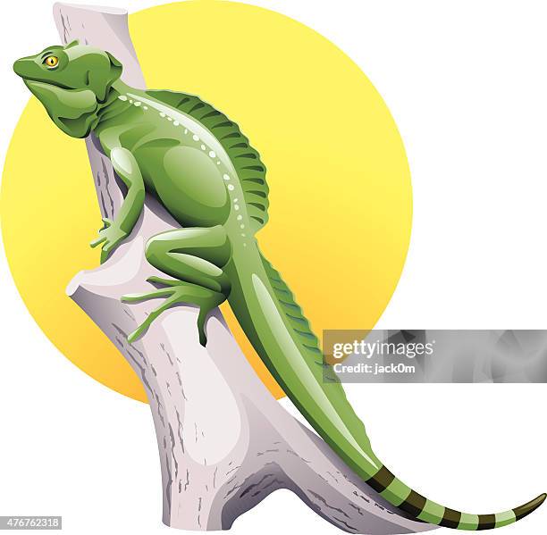 ilustraciones, imágenes clip art, dibujos animados e iconos de stock de iguana - iguana