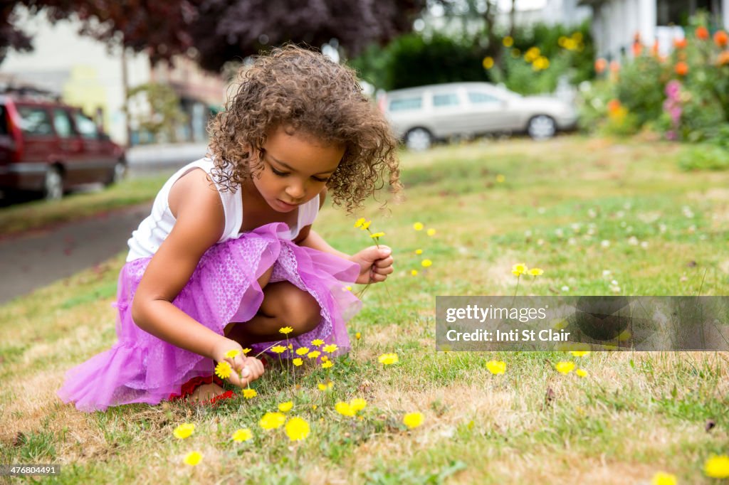 Mixed race girl picking dandelions on front lawn