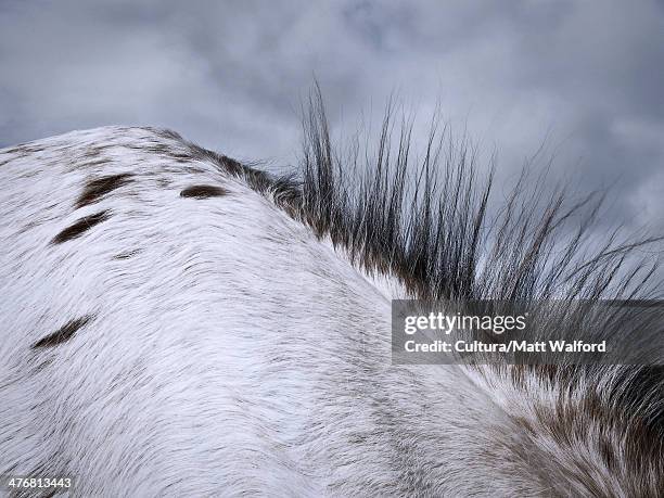 close up of horse's mane - stourbridge stock pictures, royalty-free photos & images