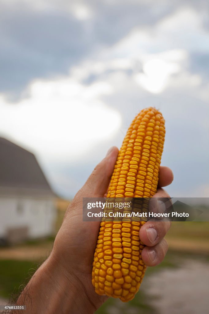 Close up of hand holding ear of corn