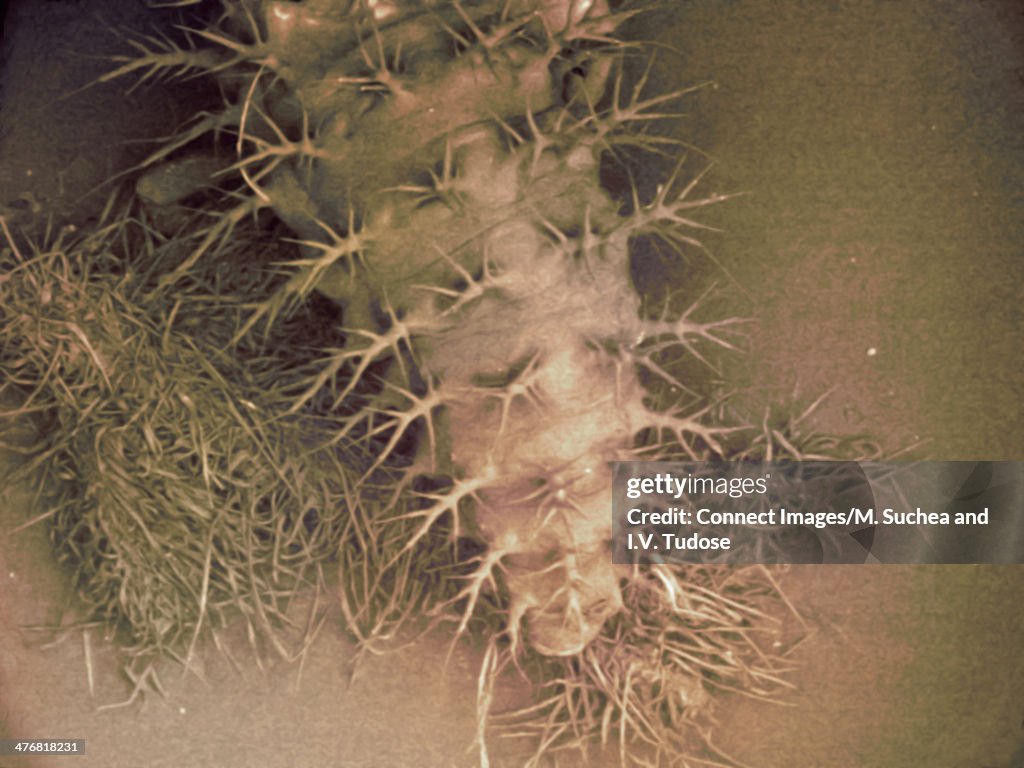SEM image of small caterpillar