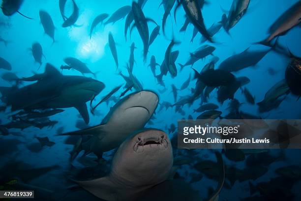 bull sharks hunting in school of fish - blacktip reef shark stock-fotos und bilder