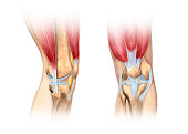 Human knee cutaway illustration. Anatomy image.