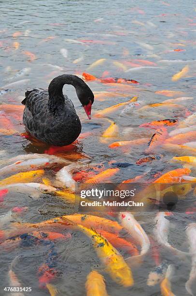 black swan & kois - black swans stock pictures, royalty-free photos & images
