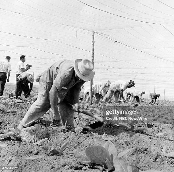 Castro's Year of Power" Episode 101 -- Pictured: Tobacco farmers of a cooperative tobacco farm working in the fields under netting in Pinar del Rio...