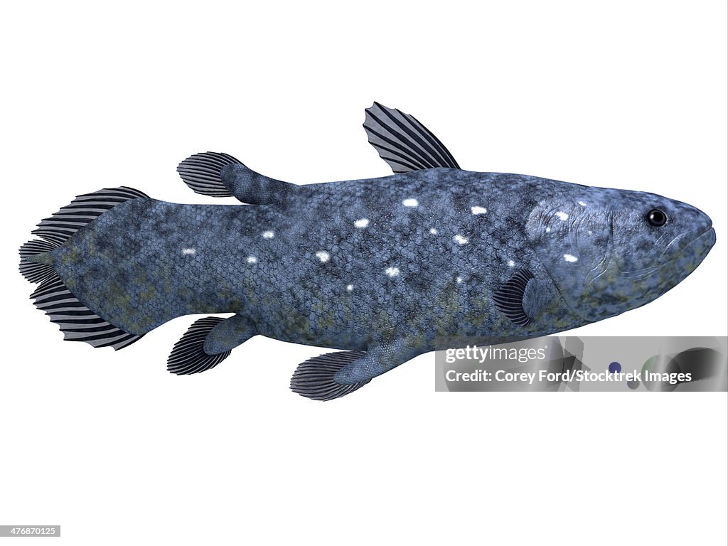 Coelacanth fish against white background.