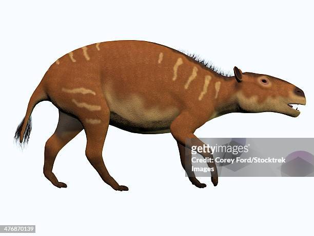 eurohippus is one of the ancestors of the modern horse and lived in the eocene period in tropical forests of europe. - mare stock illustrations