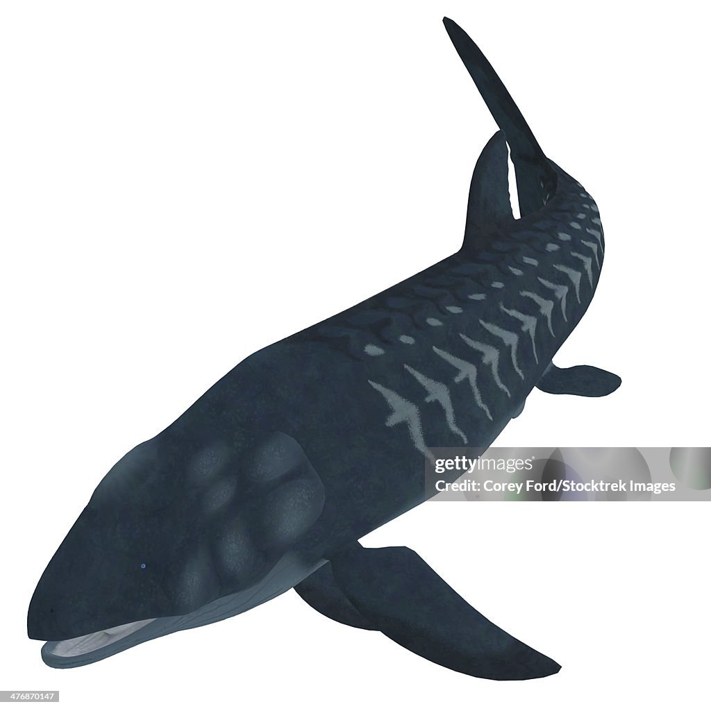 Leedsichthys is a giant member of an extinct group of Mesozoic Era bony fish that lived during the Jurassic Period.