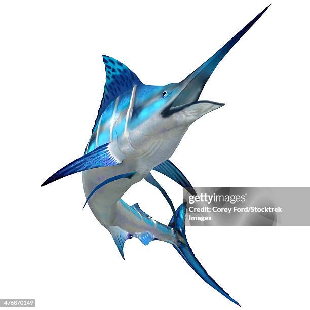 illustrations, cliparts, dessins animés et icônes de the blue marlin is a popular big game fish for fishermen and inhabits oceans throughout the world. - marlin