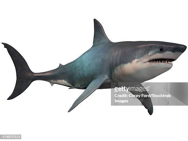 illustrazioni stock, clip art, cartoni animati e icone di tendenza di the megalodon shark is an extinct megatoothed shark that existed in prehistoric times, from the oligocene to the pleistocene epochs. - megalodon