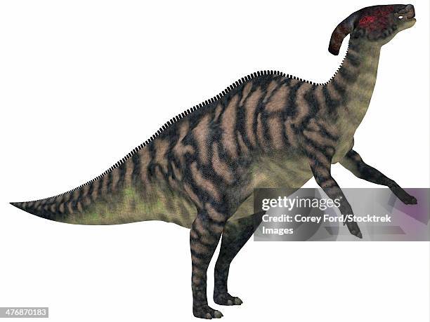 parasaurolophus was a herbivorous hadrasaur that lived during the cretaceous period and was bipedal and a quadruped. - parasaurolophus stock-grafiken, -clipart, -cartoons und -symbole
