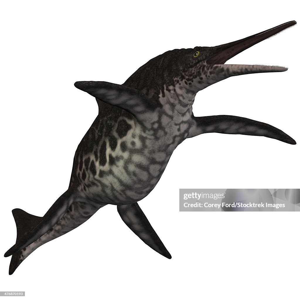 Shonisaurus is a prehistoric icthyosaur from the Triassic period.