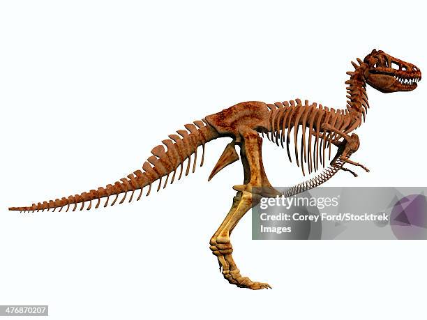 Rex Ribs 65 Dinosaur Ribs Stock Photos, High-Res Pictures, and Images - Getty Images