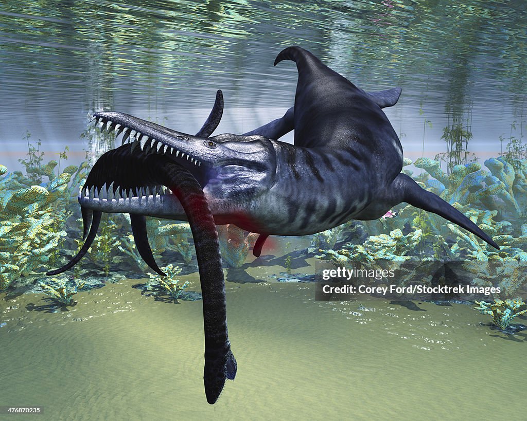 A hapless Plesiosaurus becomes a meal for the much larger Liopleurodon aquatic reptile.