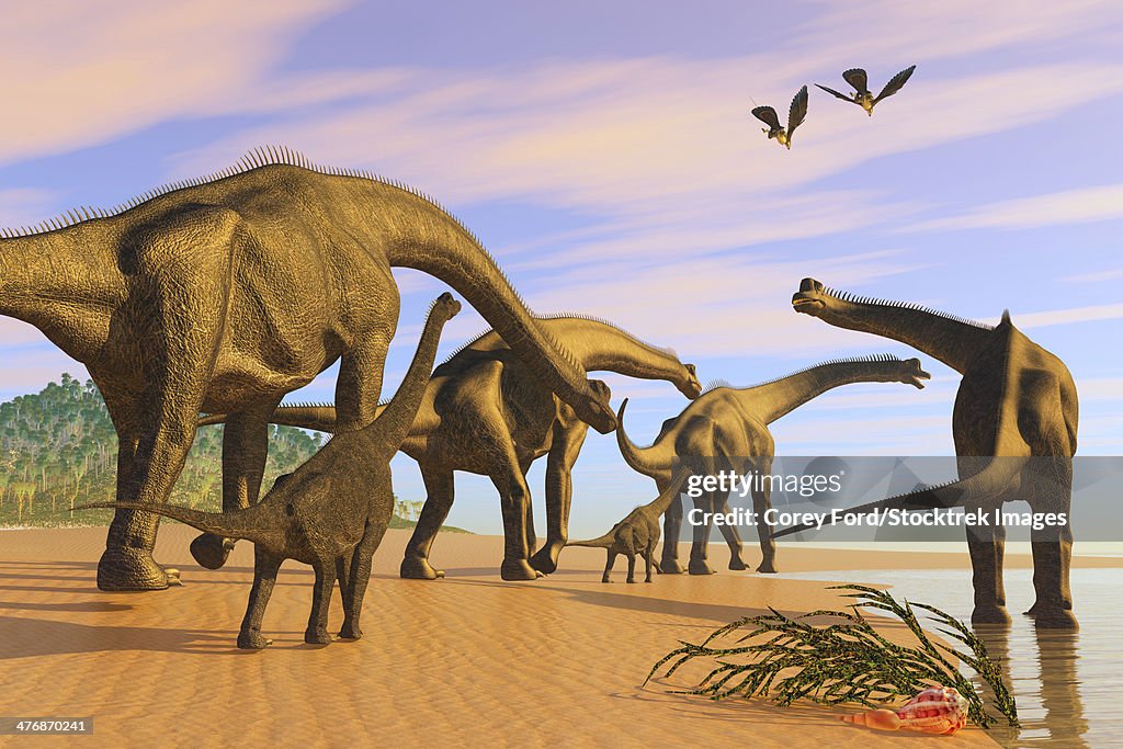 A Brachiosaurus herd walks down a wet sandy beach in search of vegetation to eat.