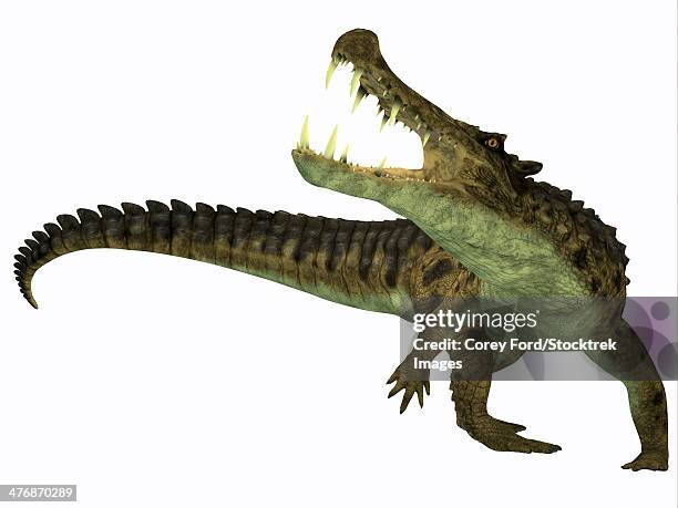 kaprosuchus is an extinct genus of crocodile from the upper cretaceous of niger, africa. - morphology stock illustrations