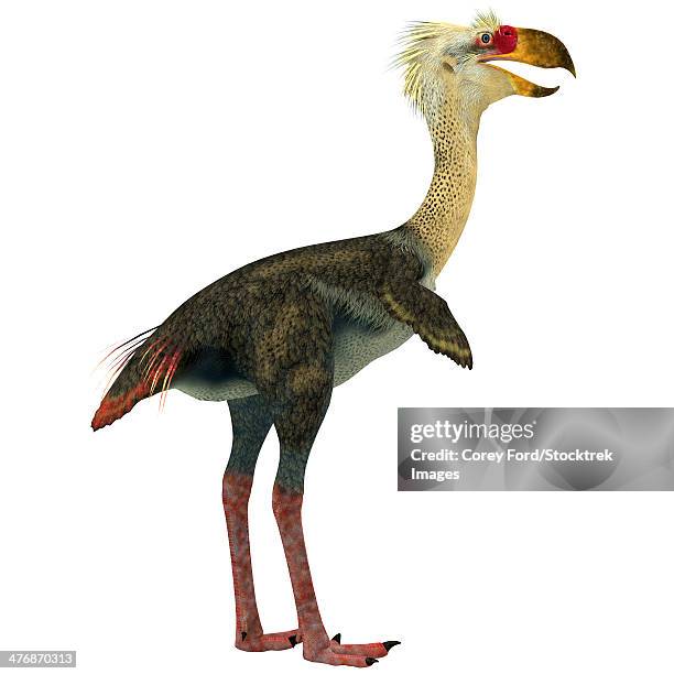 Predatory Ridable Birds 188 Predatory Birds Stock Photos, High-Res Pictures, and Images - Getty ...