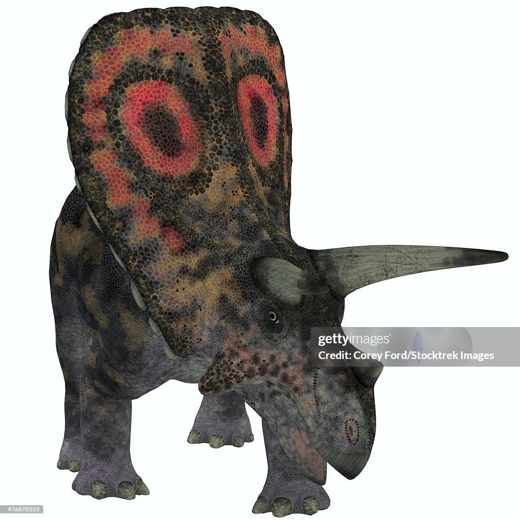 Torosaurus, a herbivorous dinosaur from the Late Cretaceous period. It had the largest skull of any known land animal.