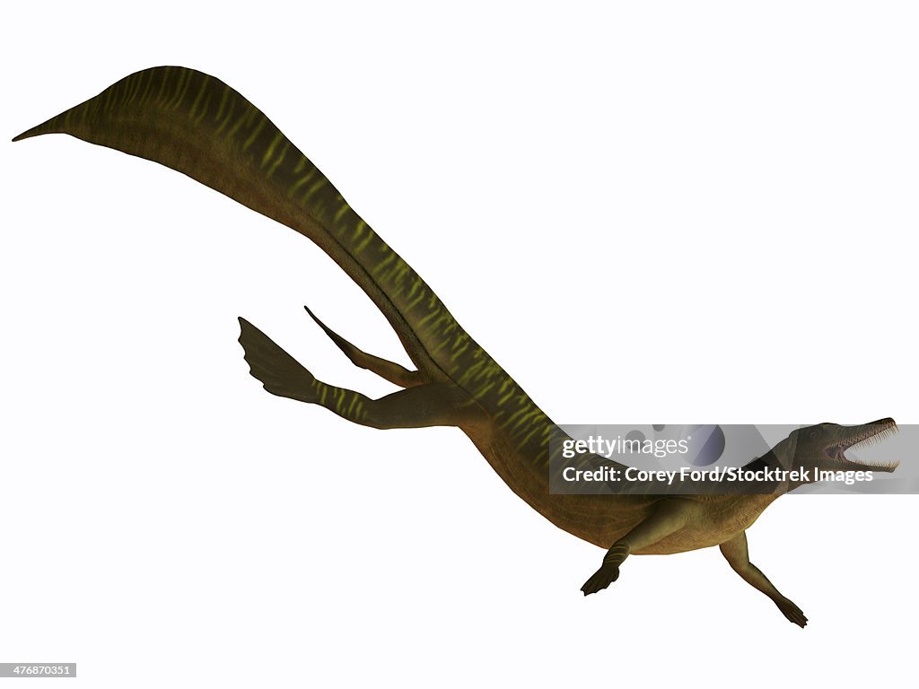 The Mesosaurus was a carnivorous aquatic reptile from the Early Permian of Africa and South America.