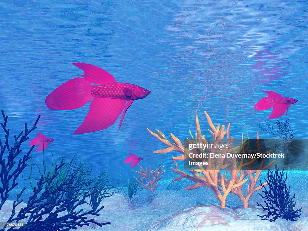 Several red betta fish swimming underwater.
