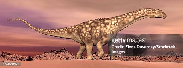 large argentinosaurus dinosaur walking quietly in the desert by dawn. - argentinosaurus stock illustrations