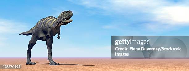large aucasaurus dinosaur standing in the desert by daylight. - aucasaurus stock illustrations