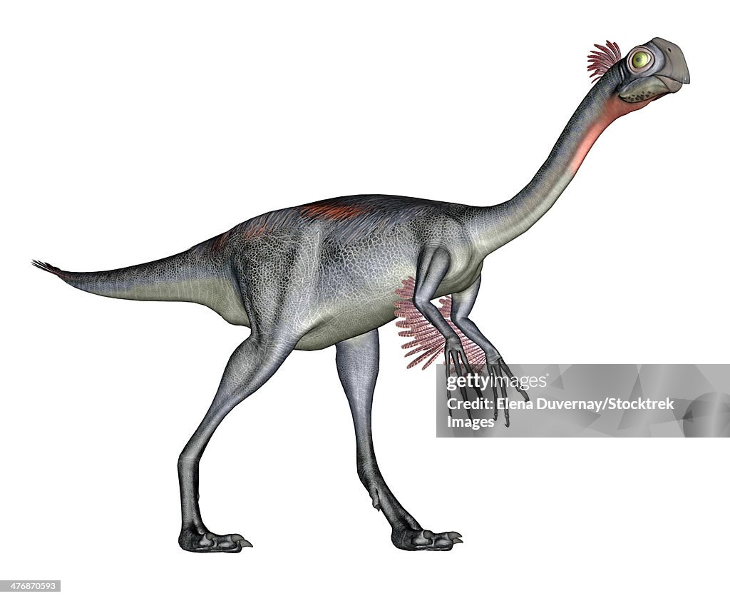Gigantoraptor dinosaur, white background.