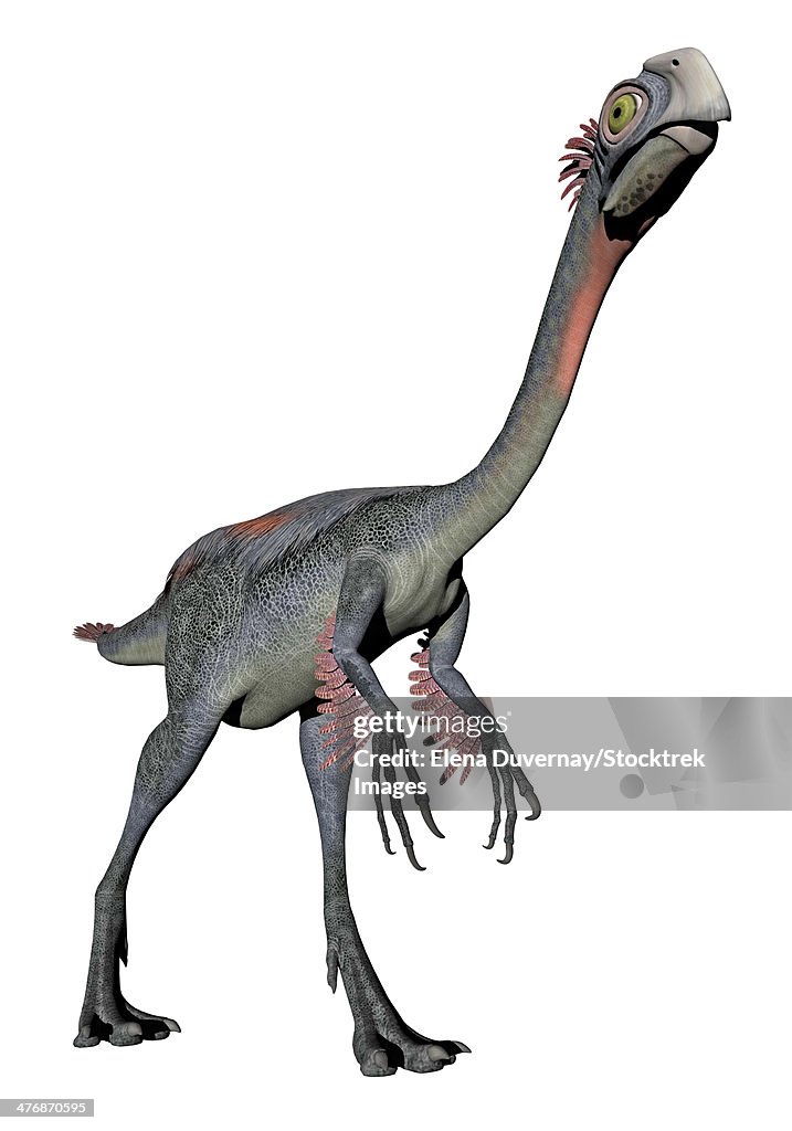 Gigantoraptor dinosaur, white background.