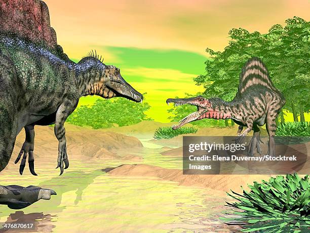 two spinosaurus dinosaurs confront each other face to face in a prehistoric environment. - spinosaurus stock illustrations