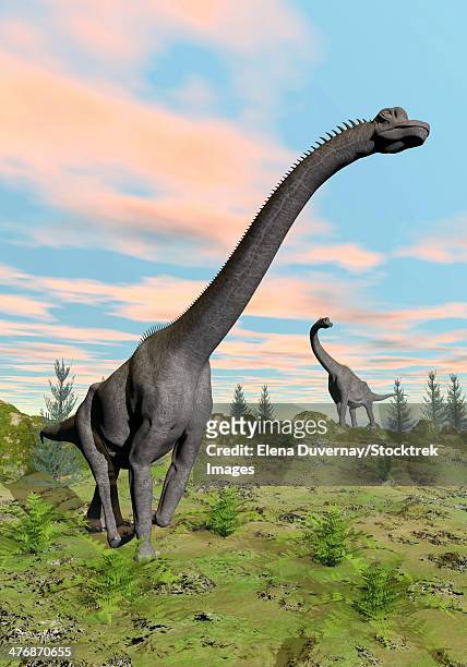two brachiosaurus dinosaurs in a prehistoric environment. - brachiosaurus stock illustrations
