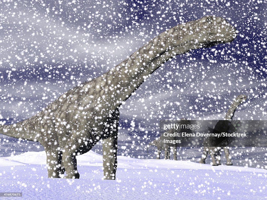 Argentinosaurus dinosaur walking in the snow on a winter day.