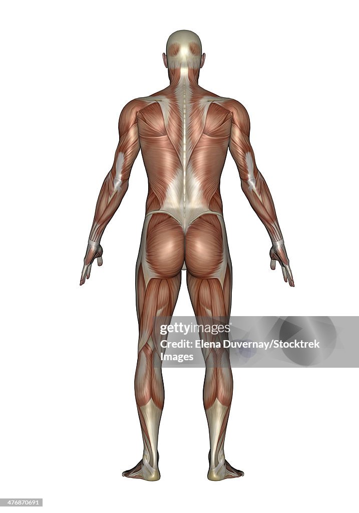 Anatomy of male muscular system, back view.