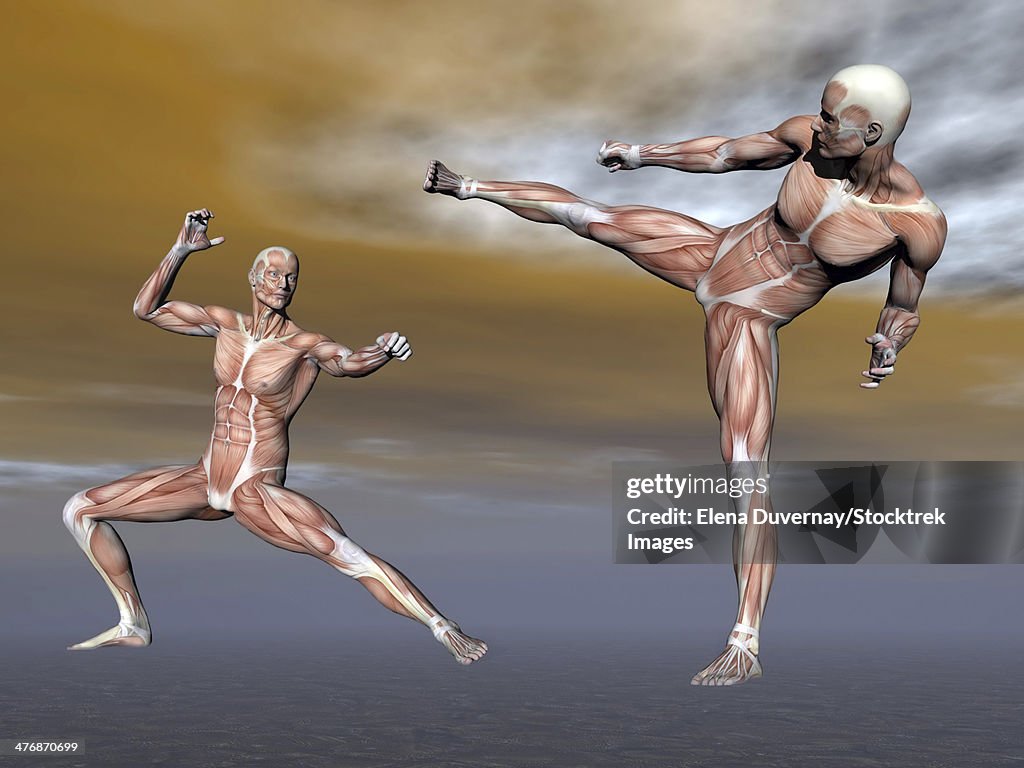 Male musculature in fighting stance.