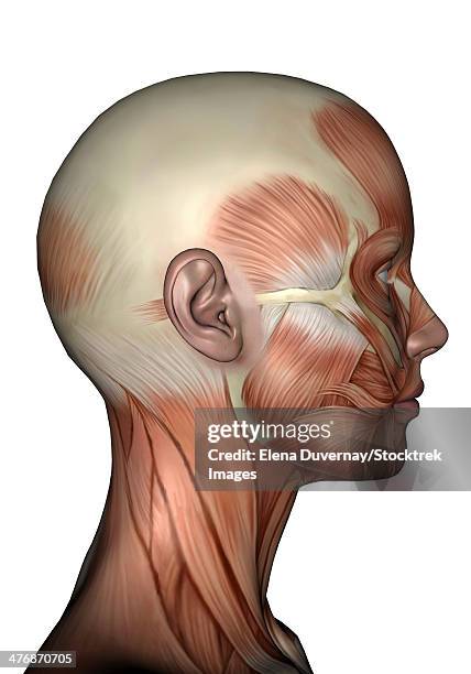 ilustrações, clipart, desenhos animados e ícones de human anatomy of female facial muscles, profile view. - músculo humano