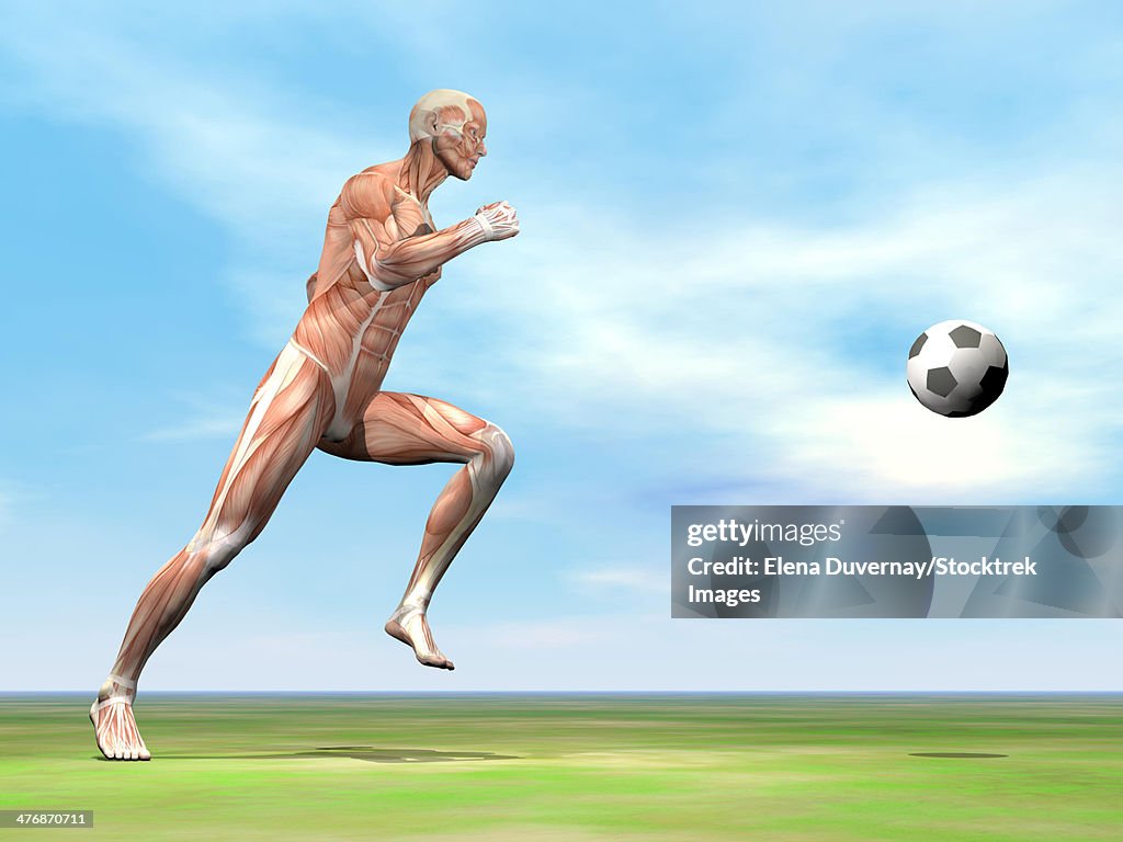 Soccer player musculature running after soccer ball on the green grass.