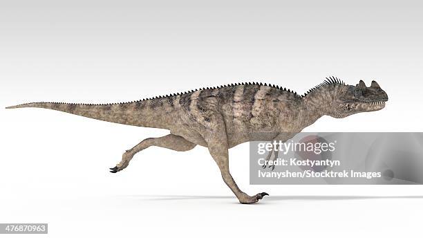 ceratosaurus dinosaur, white background. - ceratosaurus stock illustrations