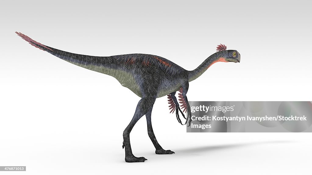 Gigantoraptor dinosaur, white background.