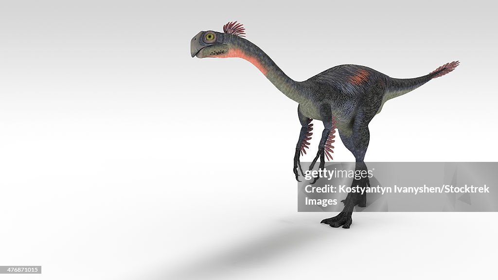 Gigantoraptor dinosaur, white background.
