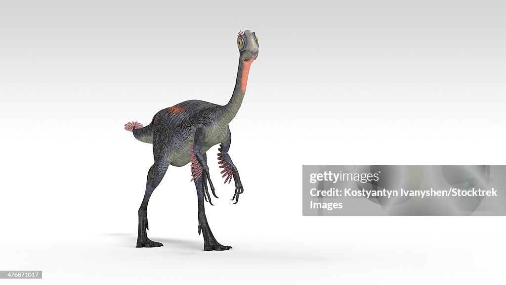 Gigantoraptor dinosaur, white background.