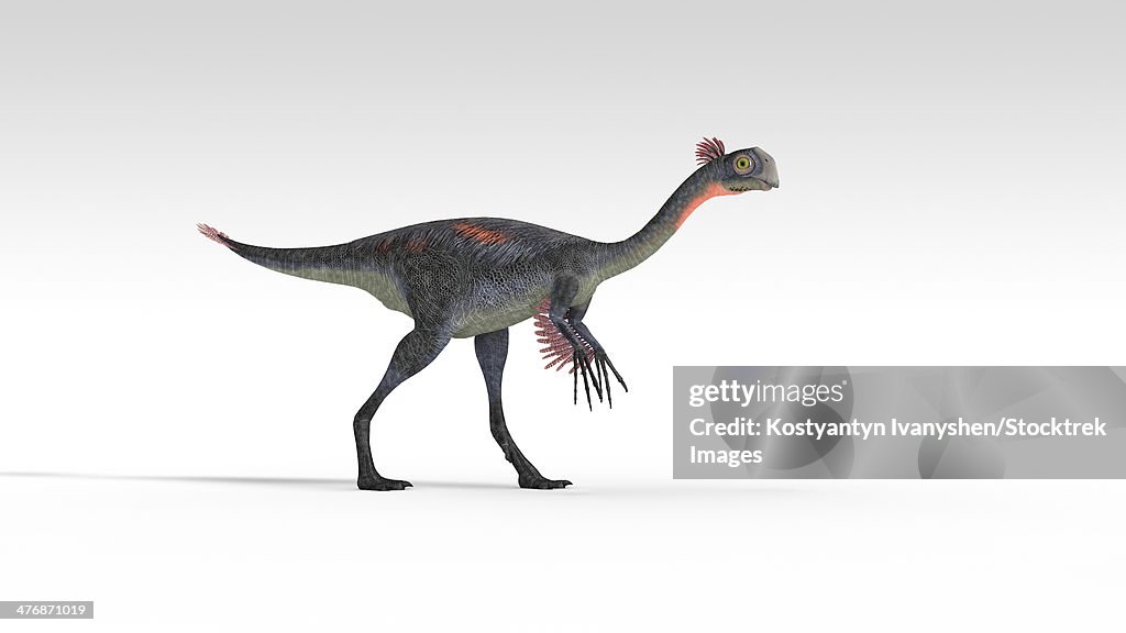 Gigantoraptor dinosaur, white background.