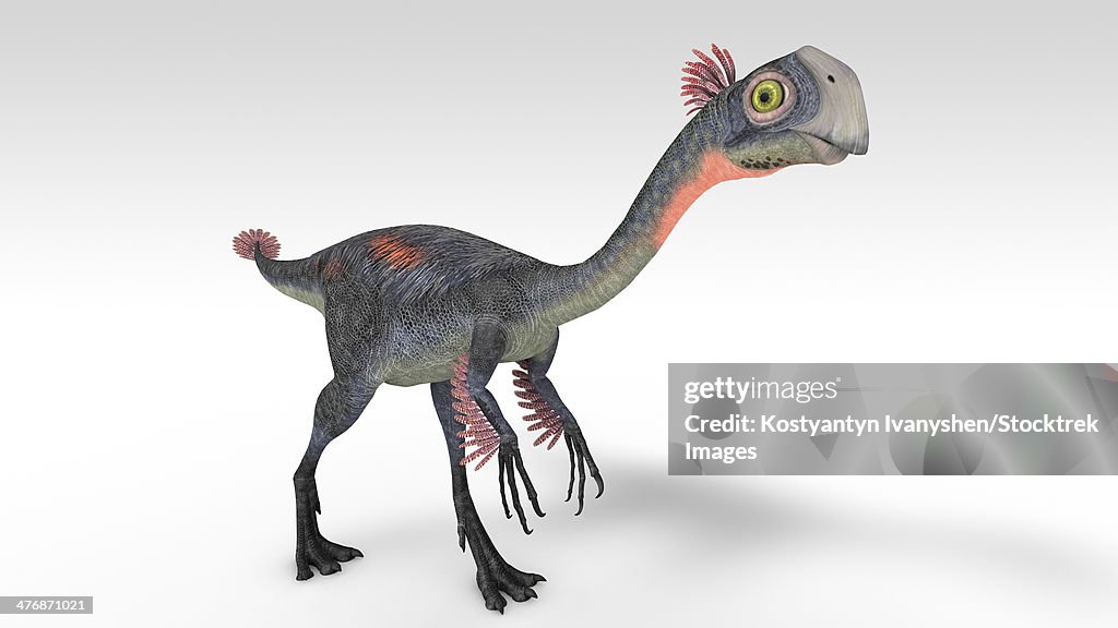 Gigantoraptor dinosaur, white background.