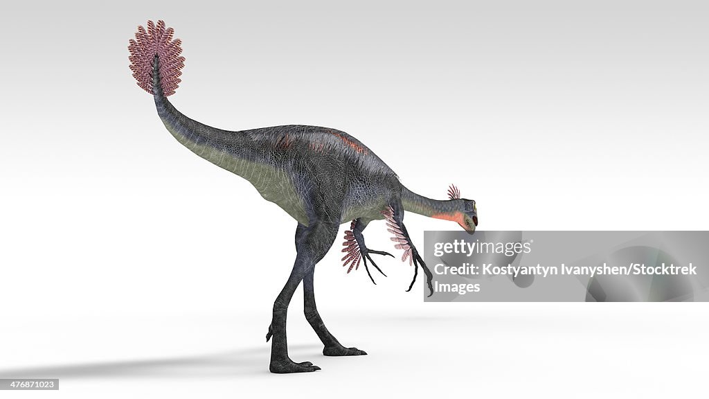 Gigantoraptor dinosaur, white background.